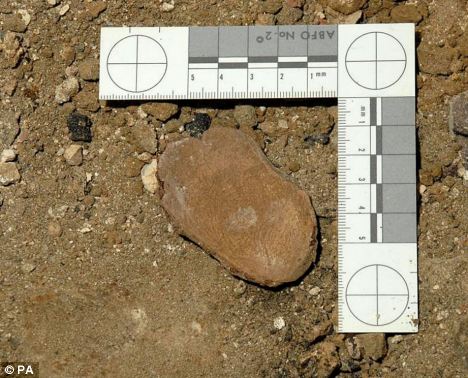 A piece of cocunut shell wrongly identified as a fragment of a   child's skull during the Jersey probe